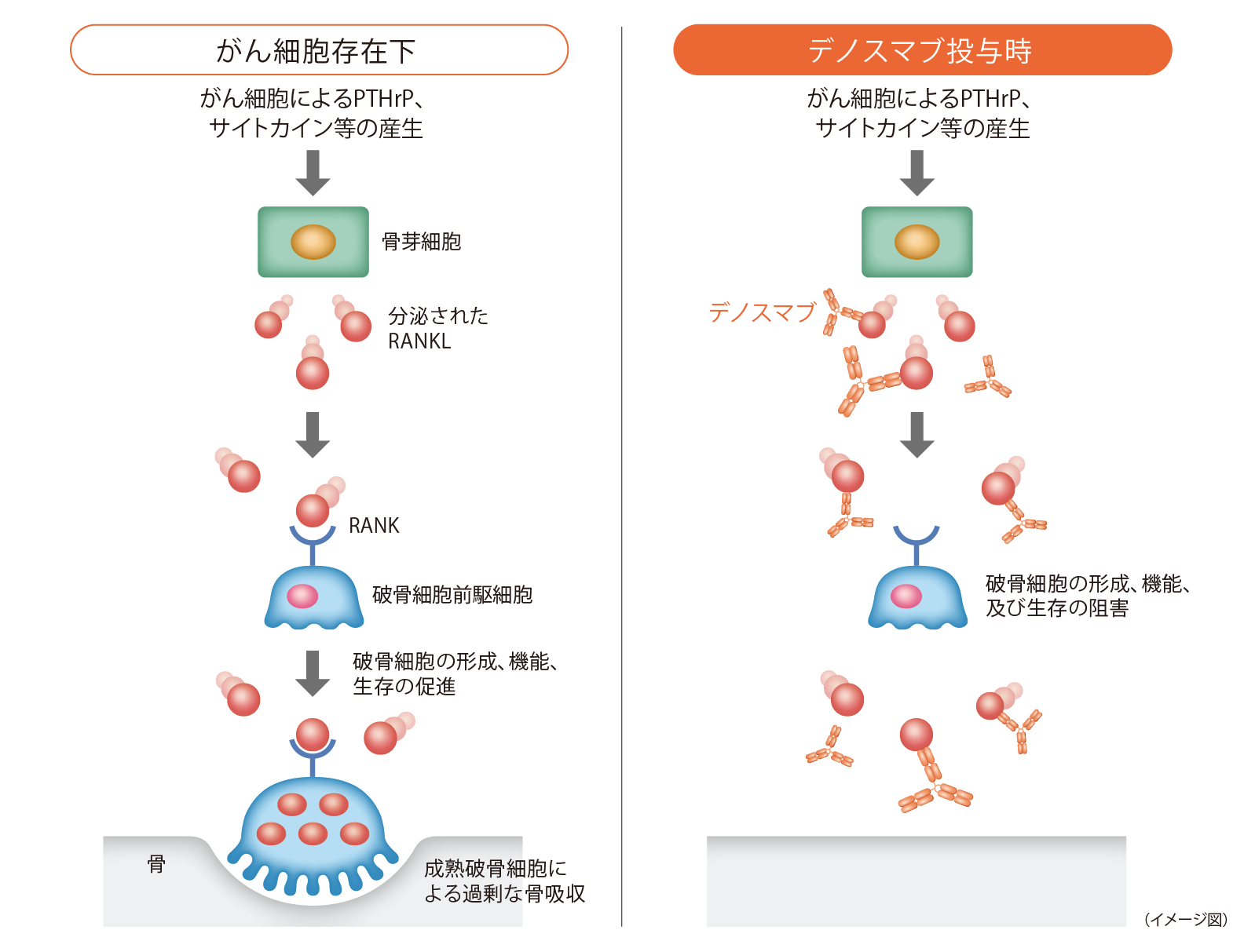 デノスマブの作用機序